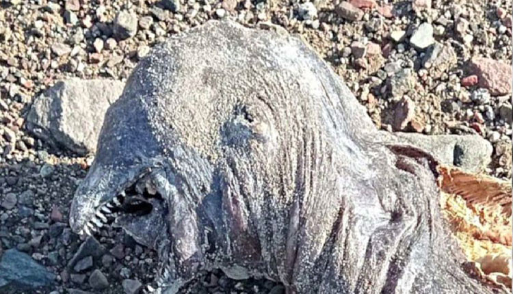 A mysterious animal stranded on an island in Egypt; Alien Beast – Polimer  News – Tamil News | Latest Tamil News | Tamil News Online  -  Time News