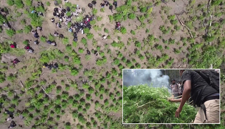 In Indonesia, 11 hectares of marijuana plants were uprooted and destroyed by fire..!  – Polimer News – Tamil News |  Latest Tamil News |  Tamil News Online