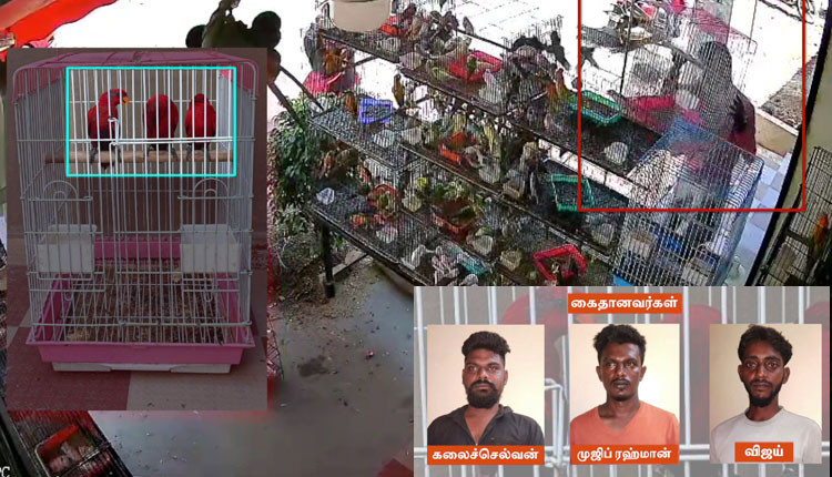 உயர்ரக கிளிகளை திருடி விற்பனை செய்ய முயன்ற 3 பேர் கைது - சுற்றி வளைத்து கைது செய்த போலீசார்