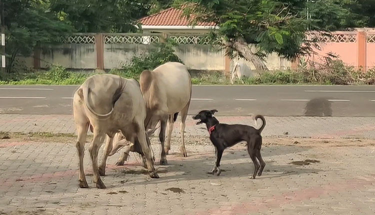 நண்பனுடன் சண்டையிட்ட காளையை விரட்டிய வளர்ப்பு நாய் ..!