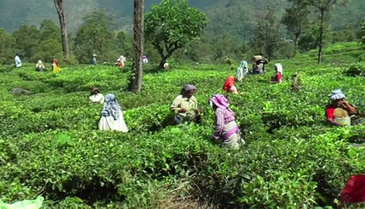 மாஞ்சோலை எஸ்டேட் தொழிலாளர் வழக்கு தீர்ப்பு ஒத்திவைப்பு