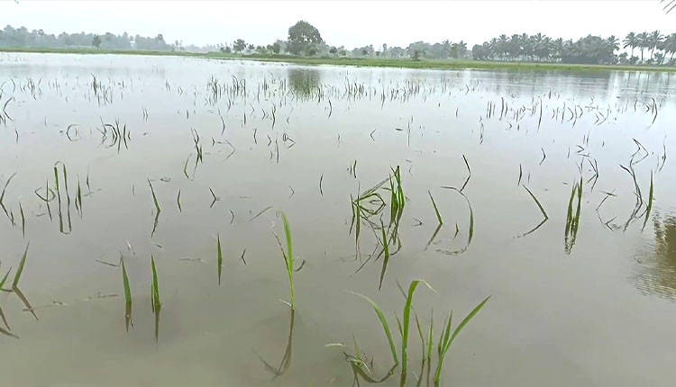 திருவாரூரில் கனமழை காரணமாக நீரில் மூழ்கி நெற்பயிர்கள் சேதம்