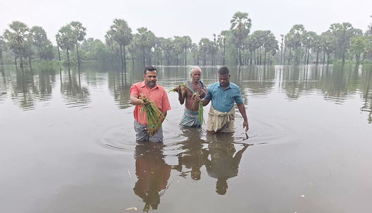 தொடர் கனமழையால் நீரில் மூழ்கிக் கிடக்கும் நெற்பயிர்கள் விவசாயிகள் வேதனை..