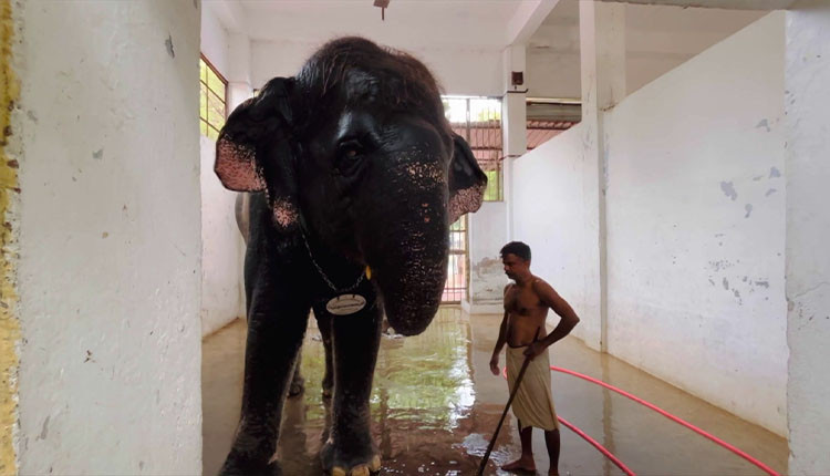 இயல்பு நிலைக்கு திரும்பும் திருச்செந்தூர் கோயில் தெய்வானை யானை