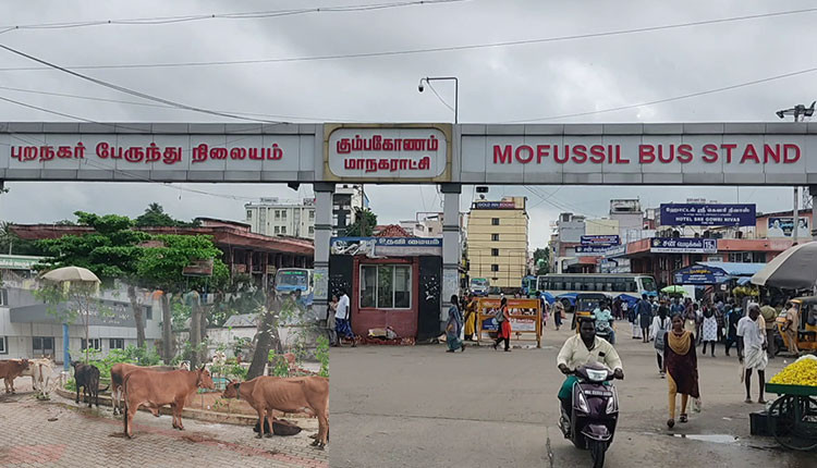 சாலைகளில் சுற்றித் திரிந்த மாடுகளை பிடித்த கும்பகோணம் மாநகராட்சி ஊழியர்கள்..