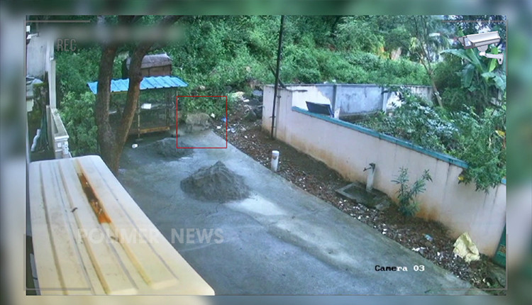 கோயம்புத்தூர் துடியலூர் அருகே கணுவாய் பகுதியில் சேவலை வேட்டையாடிச் சென்ற சிறுத்தை
