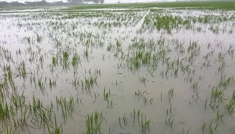 கனமழையால் மூழ்கிப் போன ஆயிரம் ஏக்கர் நெற்பயிர்கள் கவலையில் ஆழ்ந்துள்ள விவசாயிகள்