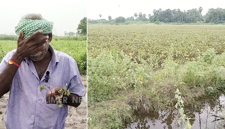 விருதுநகரில் 2000 ஏக்கரிலான பயிர்களை அடித்துச் சென்ற வெள்ளம்.. வாங்கிய கடனை கட்ட வழியில்லை என கதறி அழும் விவசாயி